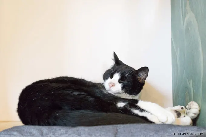 Catfe-Vancouver-Cat-SPCA