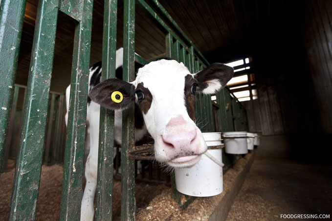 Birchwood Dairy Farm Abbotsford Ice Cream Green