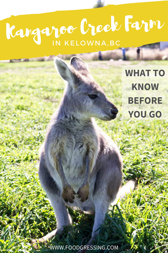 Here are some things to know before you visit Kangaroo Creek Farm in Kelowna, BC