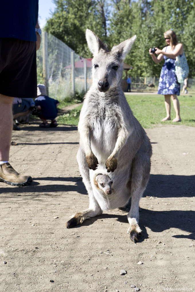 Kangaroo Creek Farm in Kelowna, BC, Canada