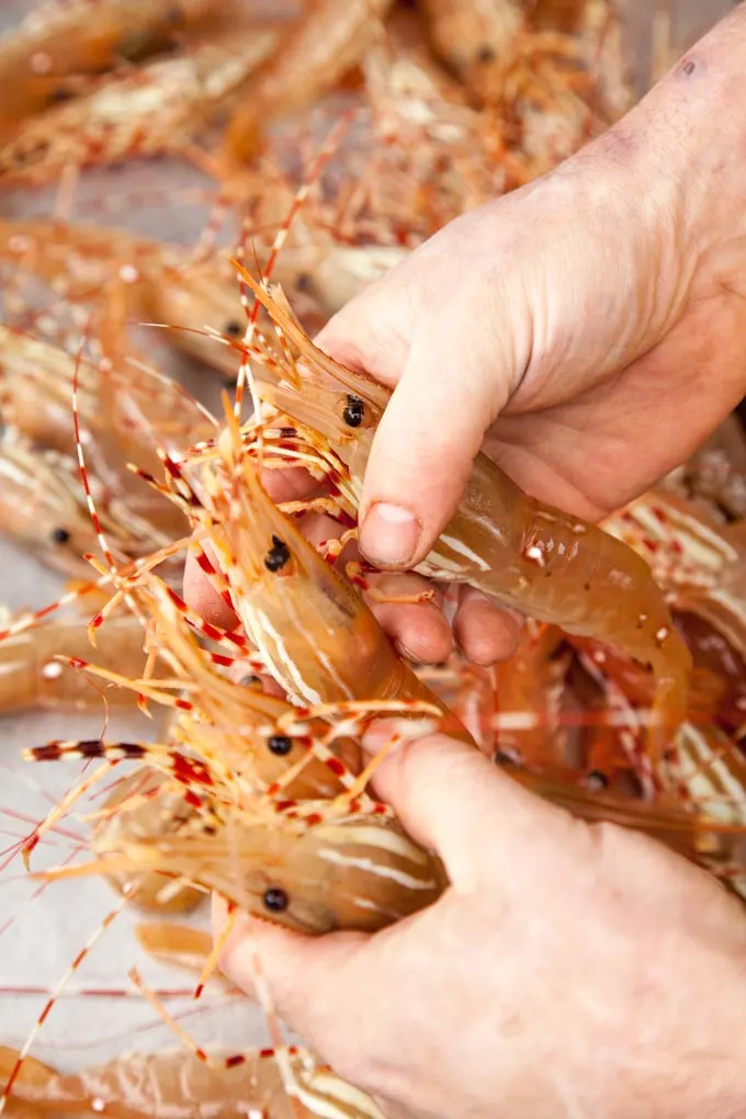 BC Spot Prawn Festival