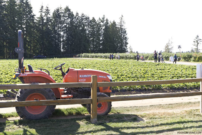 krause berry farms langley