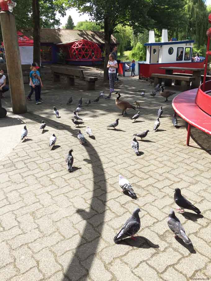 pedros organic coffee birds granville island