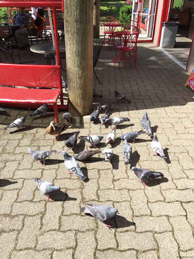 pedros organic coffee birds granville island