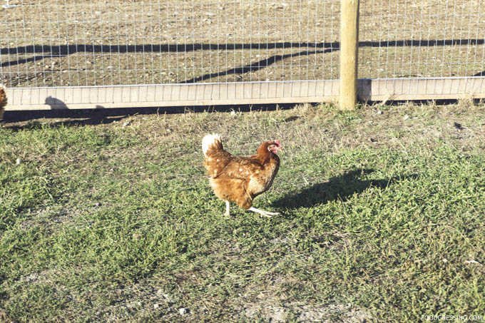 Farm-To-Plate Longtable Dinner at Central Park Farms | Foodgressing