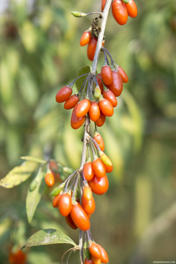 U-Pick Goji Berry Farm at Taves Farm in Abbotsford