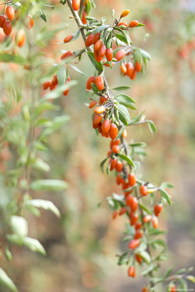 U-Pick Goji Berry Farm at Taves Farm in Abbotsford