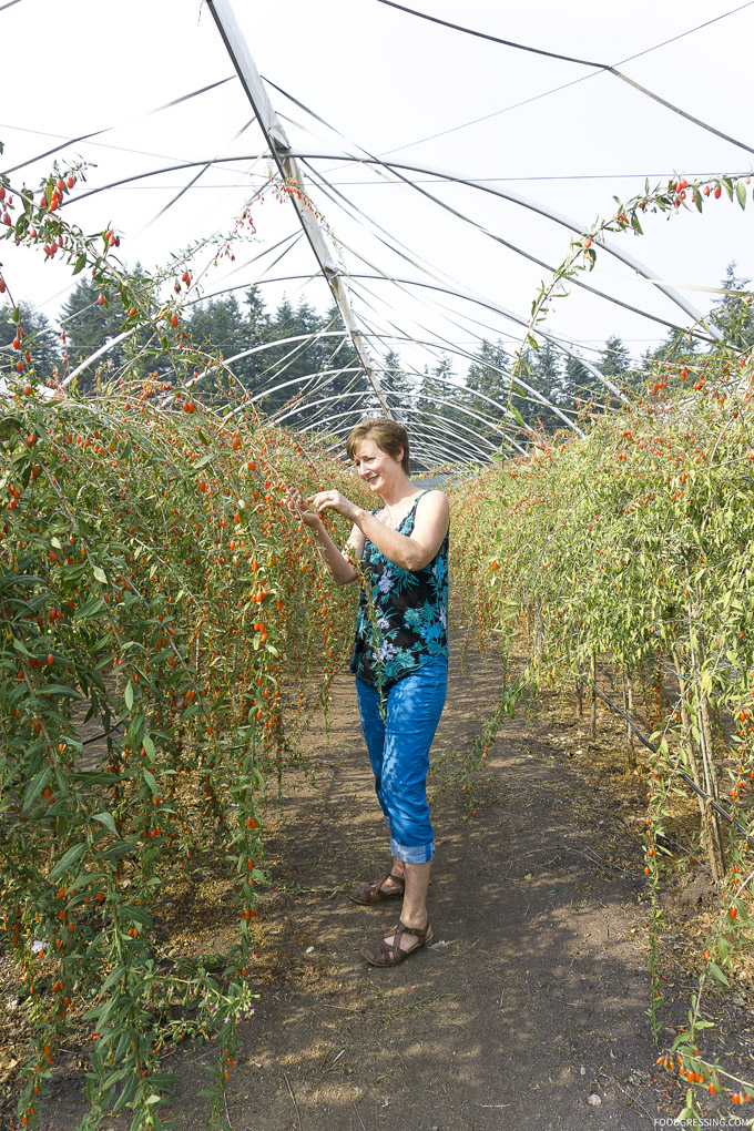 Visit to Aldergrove's U-Pick Goji Berry Farm - Gojoy ...