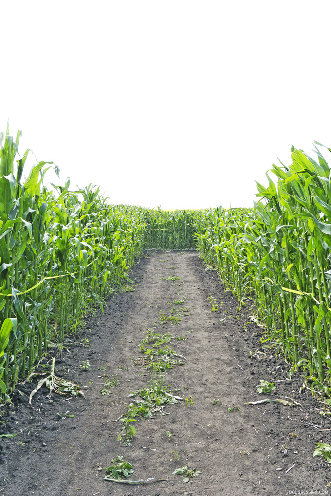 kraay family farm alberta