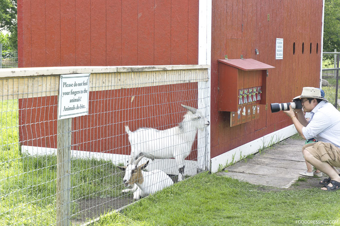 kraay family farm alberta