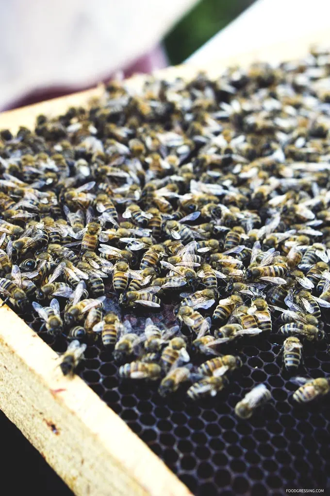 bee sustainable