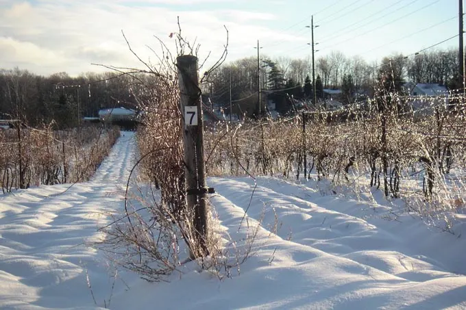 7 things to know about Icewine including what is Icewine, how it should be stored, serving temperature, pouring etiquette, and proper glassware.