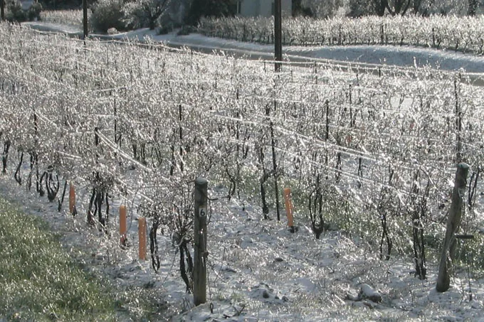 7 things to know about Icewine including what is Icewine, how it should be stored, serving temperature, pouring etiquette, and proper glassware.