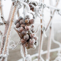 7 Things to Know About Icewine