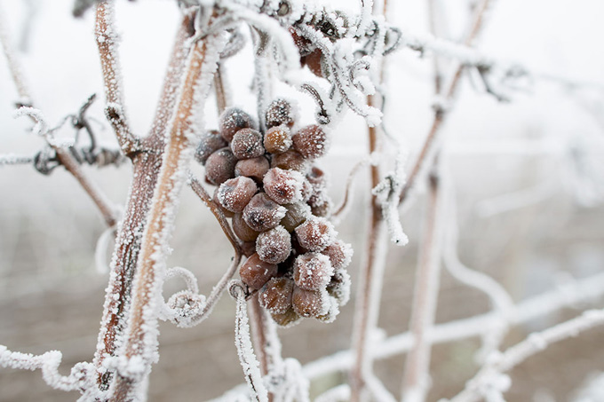 7 things to know about Icewine including what is Icewine, how it should be stored, serving temperature, pouring etiquette, and proper glassware.