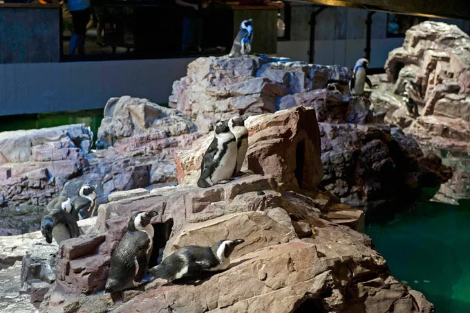 13 Top Things to Do in Boston 2018 | New England Aquarium