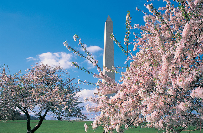 Top Things To Do in Washington DC in 2018: National Cherry Blossom Festival