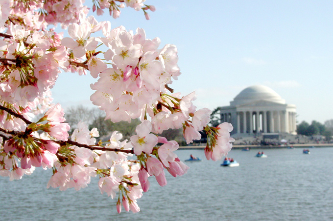 Top Things To Do in Washington DC in 2018: National Cherry Blossom Festival