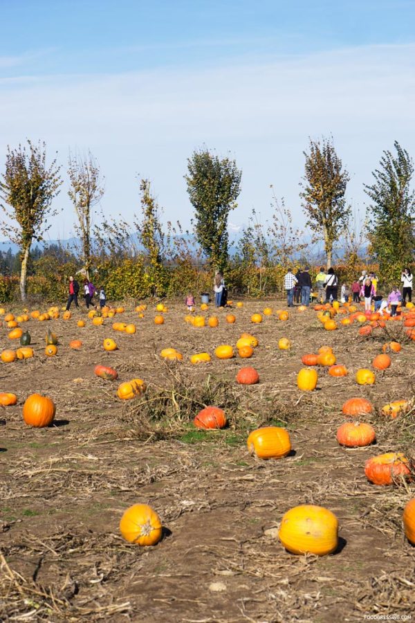 Things To Do In Abbotsford BC: Applebarn Experience At Taves Farms