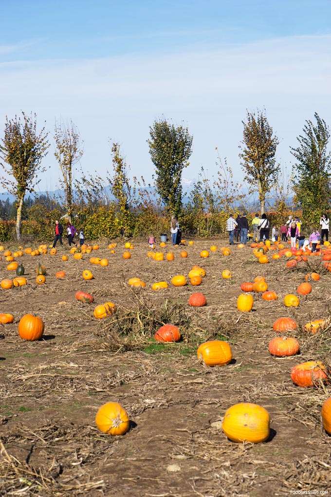 taves family farm abbotsford