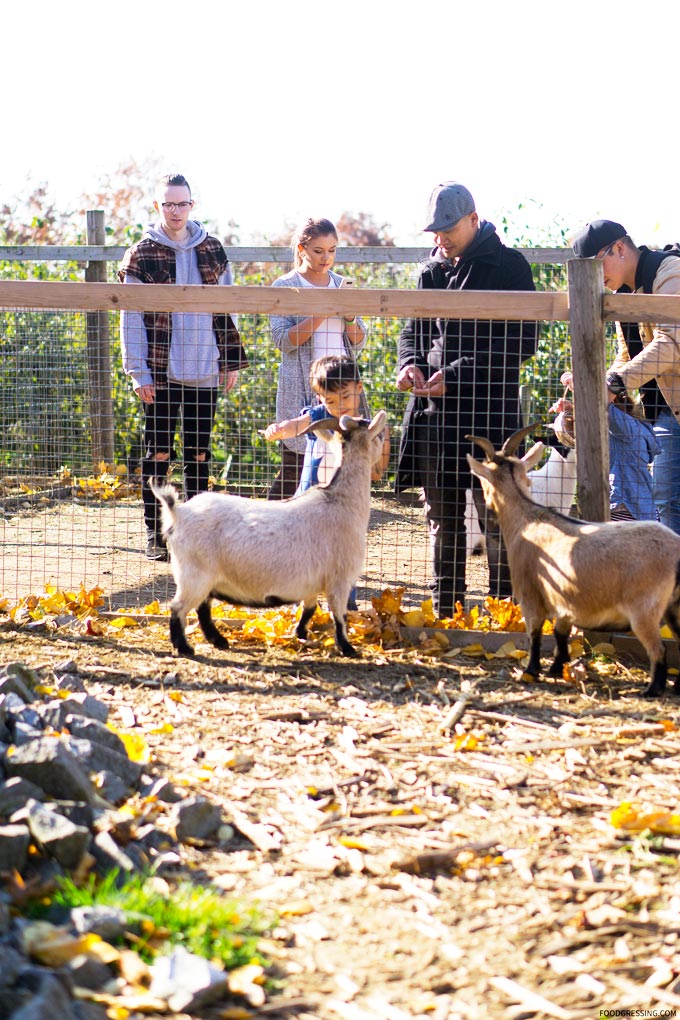 taves family farm abbotsford applebarn