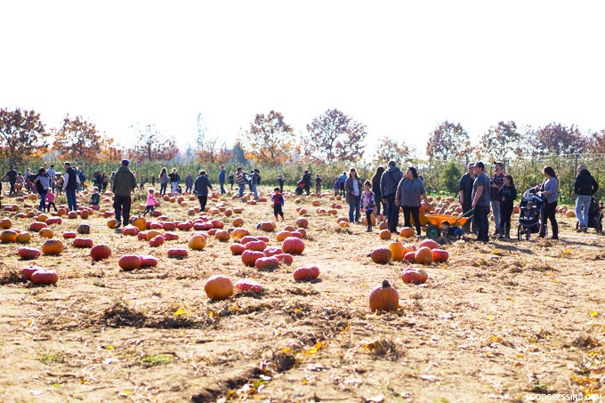 taves family farm abbotsford applebarn