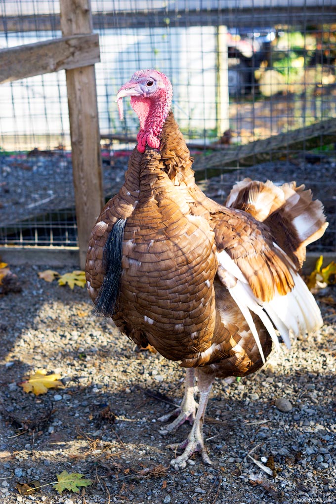 taves family farm abbotsford applebarn