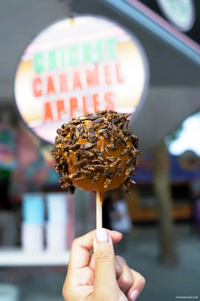 pne food 2018 cricket caramel apples