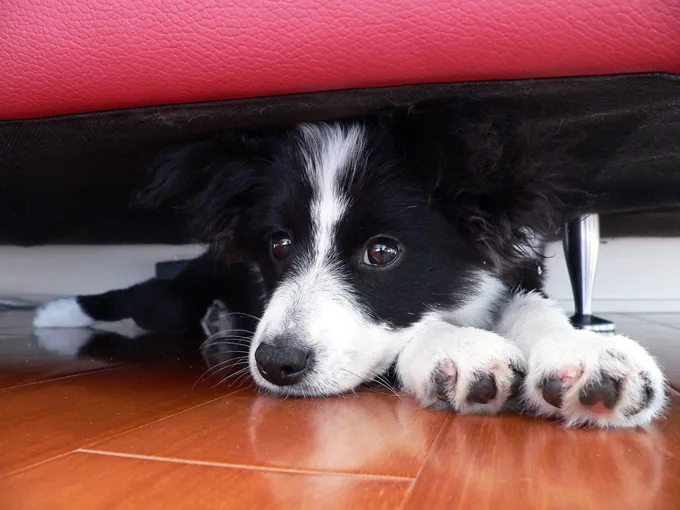 National Love Your Pet Day 2019: February 20