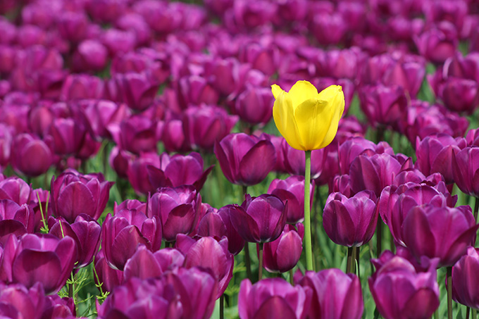 Chilliwack Tulip Festival 2019 starts April 10