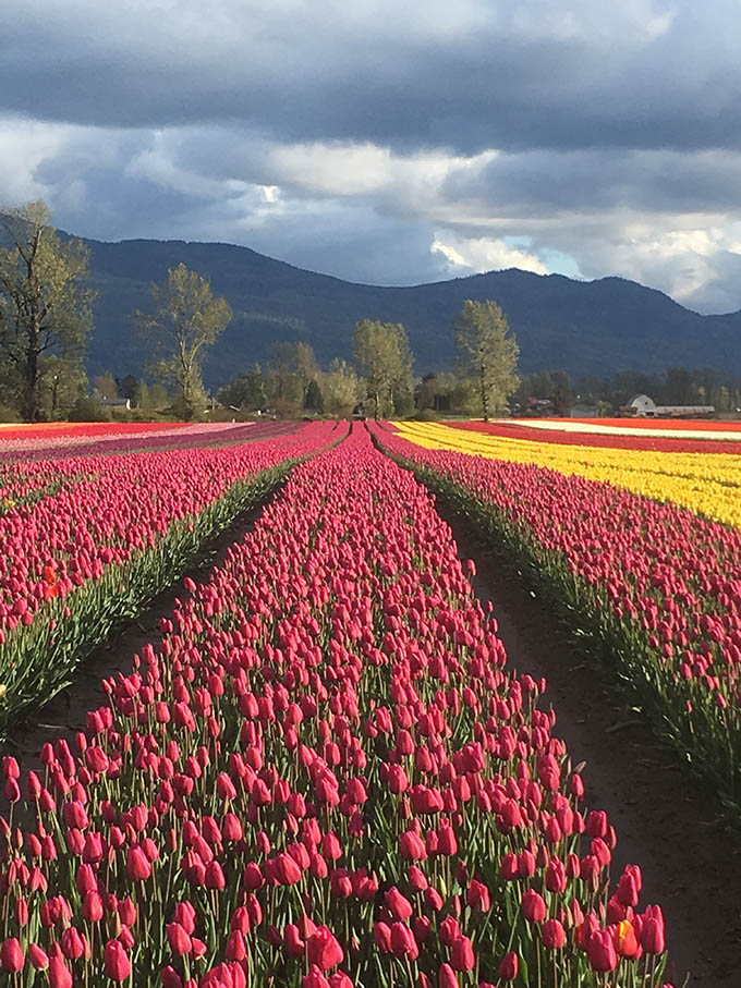 Chilliwack Tulip Festival 2019 starts April 10