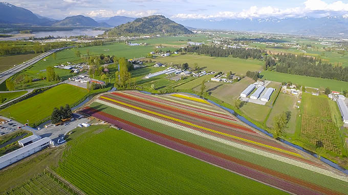 Chilliwack Tulip Festival 2019 starts April 10