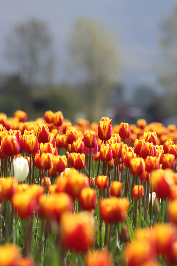 Chilliwack Tulip Festival 2019 starts April 10