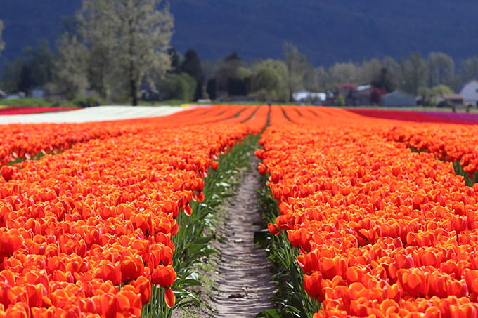 Chilliwack Tulip Festival 2019 starts April 10