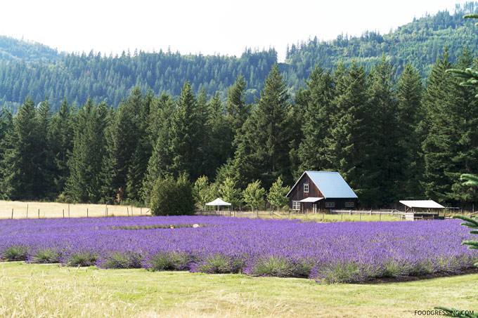 Windward Lavender in Chilliwack, BC