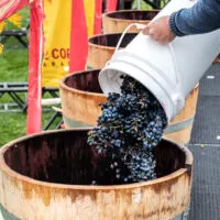 Festival of the Grape and Oliver Cask & Keg 2019 in Oliver, BC