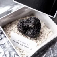 Perigord Truffle: One of the Most Expensive Edible Mushrooms in the World