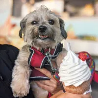 McArthurGlen Outlet and The Praguery celebrate National Ice Cream Day to support BC SPCA