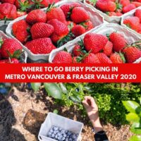 Berry Picking | U-Pick Farms in Metro Vancouver & Fraser Valley 2020