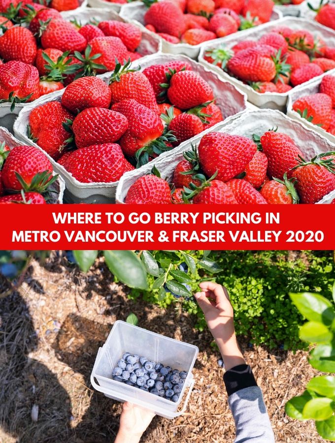 Berry Picking UPick Farms in Metro Vancouver & Fraser Valley 2020