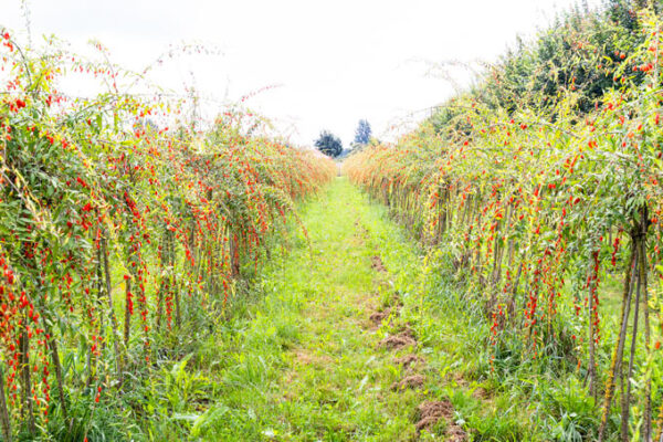 U-Pick Goji Berry Farm at Taves Farm in Abbotsford | Foodgressing