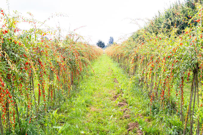 U-Pick Goji Berry Farm at Taves Farm in Abbotsford