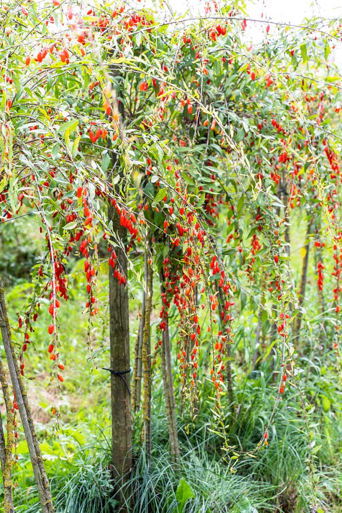 U-Pick Goji Berry Farm at Taves Farm in Abbotsford