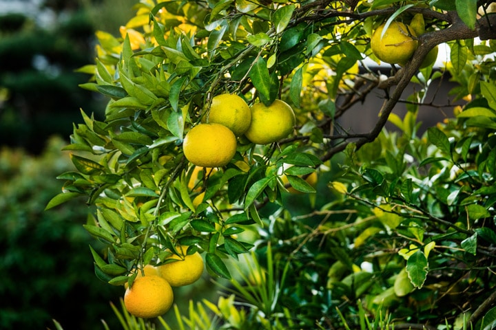 Setouchi Food | Seto Inland Sea Japan Citrus Fruit