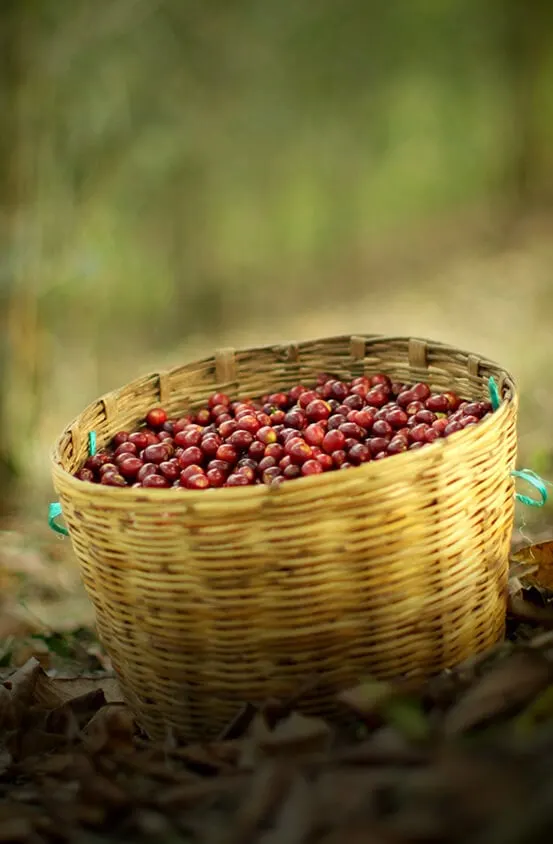 A&W Free Coffee January 2021 | Organic, Fairtrade
