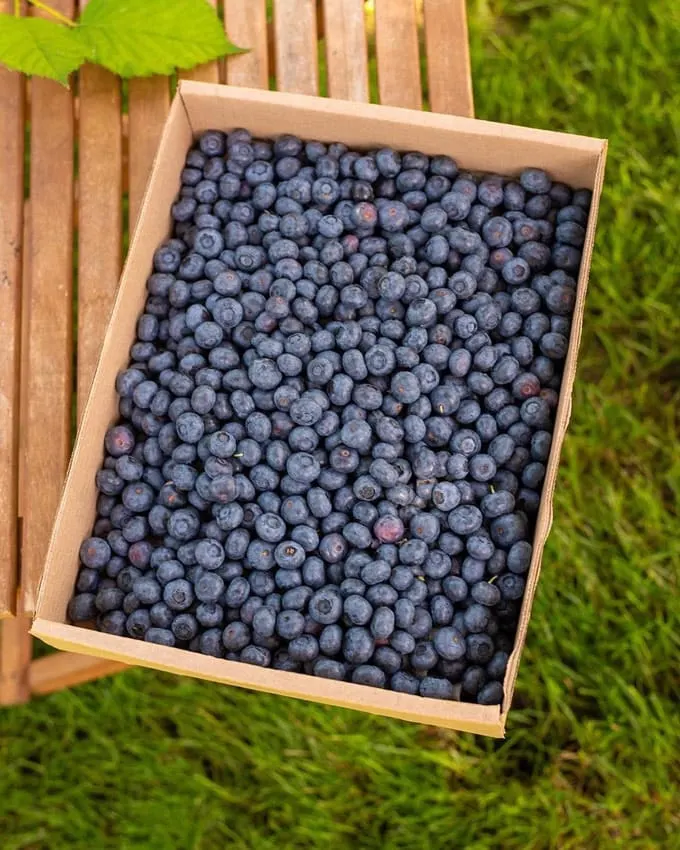 What makes blueberries blue?
