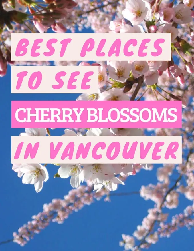Where to see Cherry Blossoms in Vancouver