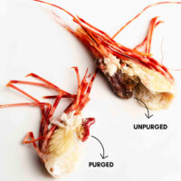 Purged BC Spot Prawns: Process, Cost, Where to Buy, Taste, Delivery
