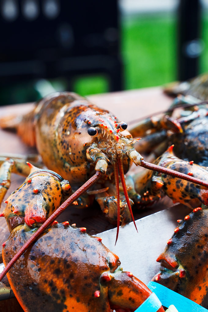 Chili Lobster Recipe by Chef Alex Chen