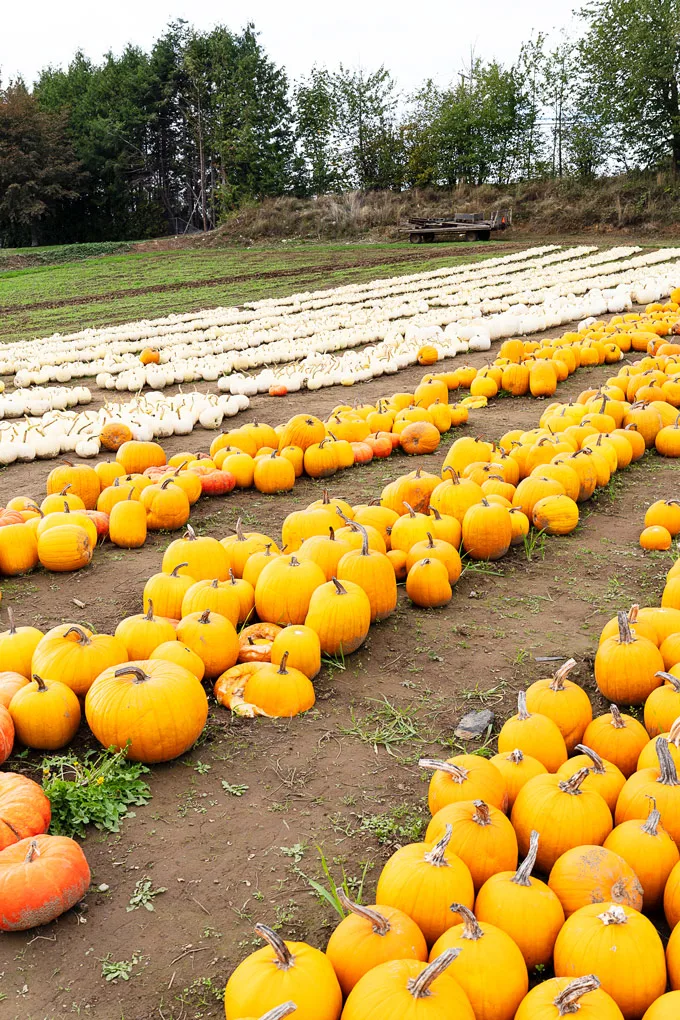 Maan Farms Abbotsford Fall Experience: Pumpkin Patch and more